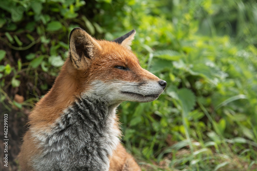 Stunning vibrant portrait of Red Fox Vulpes Vulpes with lush green background © veneratio