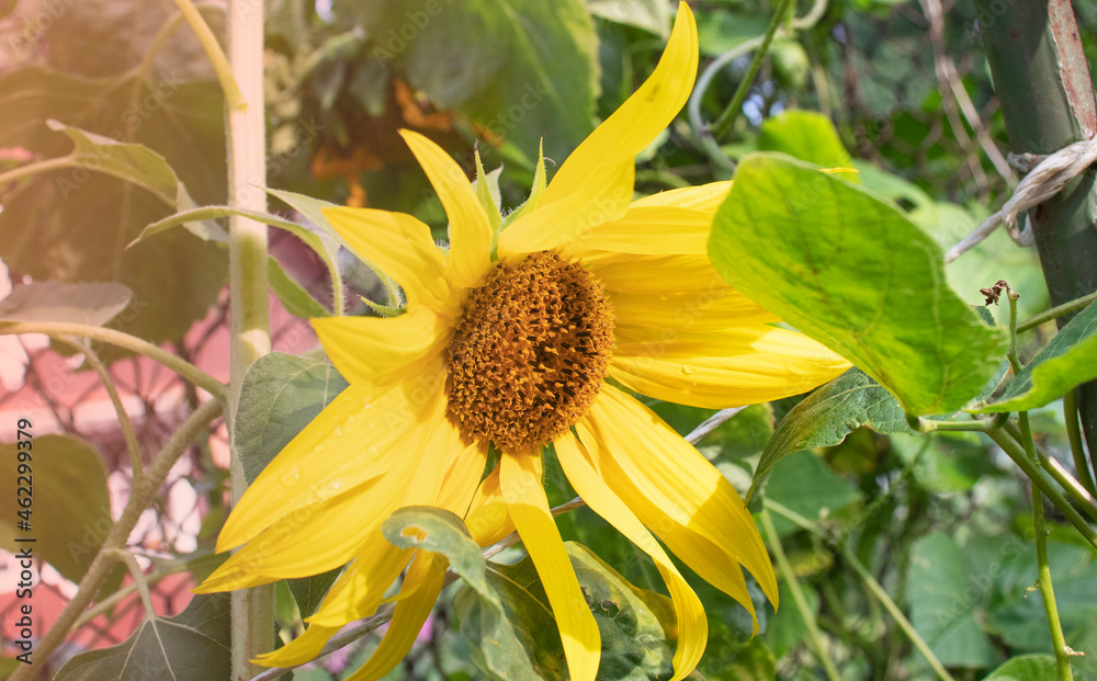 Naklejka premium yellow sunflower in the garden
