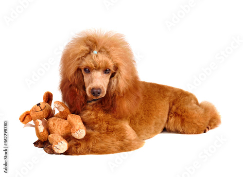 Fototapeta Naklejka Na Ścianę i Meble -  Funny puppy of toy poodle