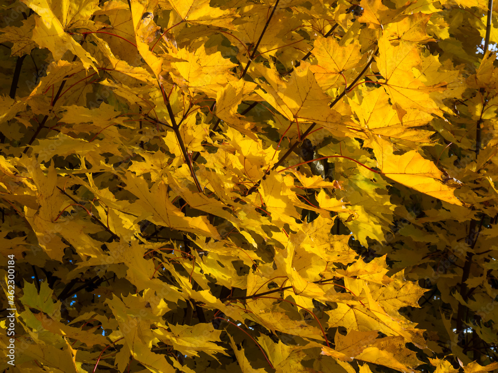 beautiful autumn sunny background. yellow maple branches