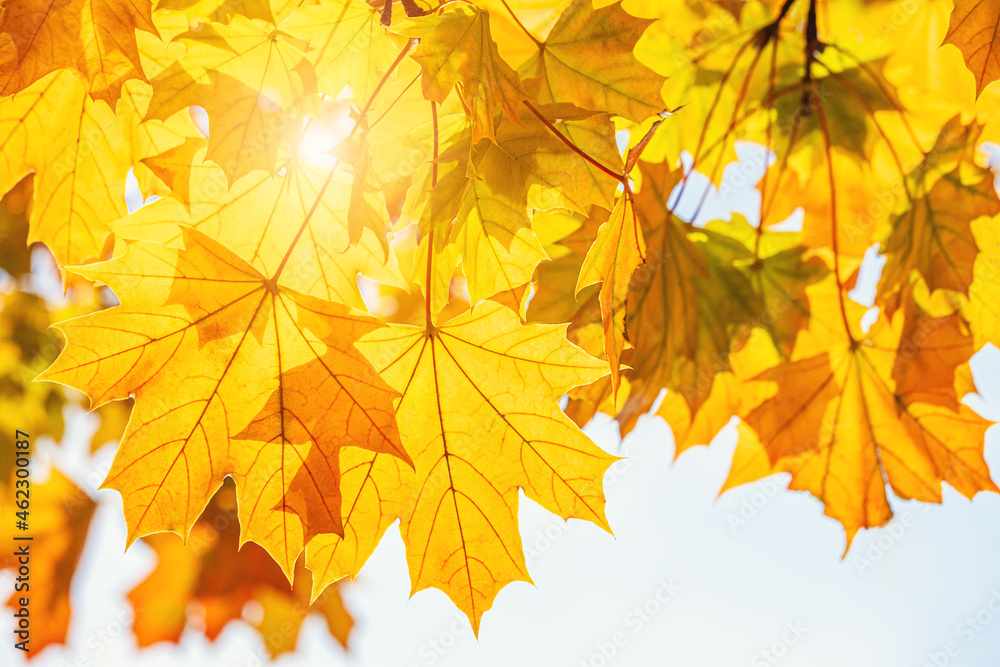 Autumn maple leaf and sun rays Autumn maple leaf and sun rays