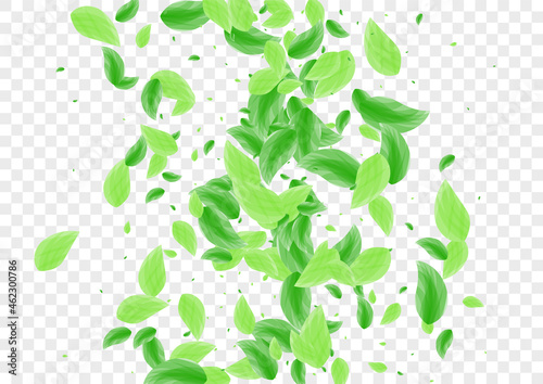 Light Green Greenery Background Transparent Vector. Leaves Flying Card. Clean Design. Greenish Space Texture. Plant Nature.