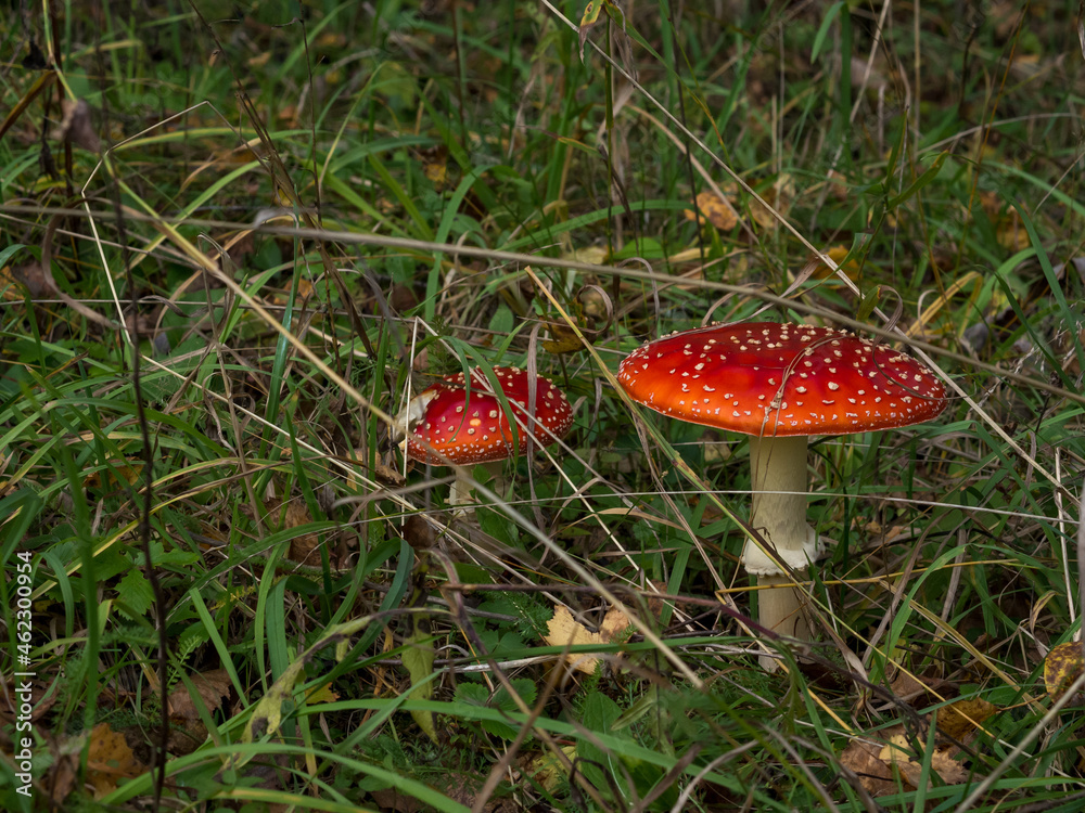 Amanita muscaria, fly agaric beautiful red hallucinogenic toxic mushroom against the background of an autumn mystical forest Amanita muscaria, fly agaric beautiful red hallucinogenic toxic mushroom against the background of an autumn mystical forest