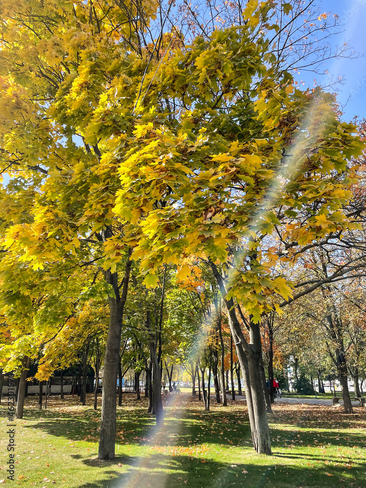 Naklejka premium Autumn nature park with sun beam: yellow leaves, autumn trees. Bright fall.