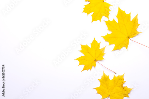 Autumn yellow maple leaves. Maple leafs isolated on white background
