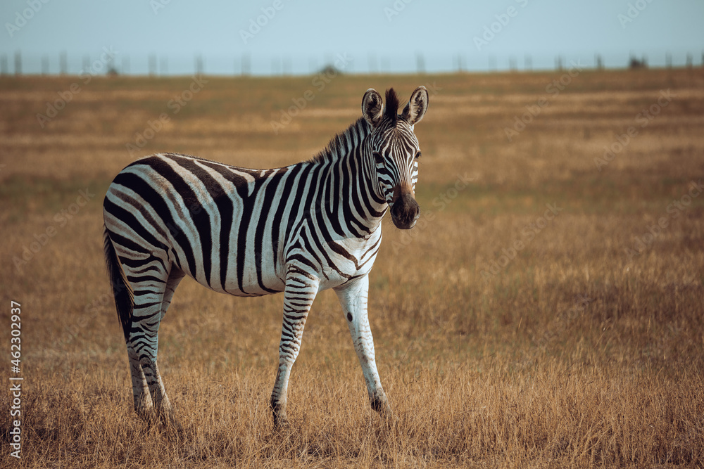 Fototapeta premium Zebra in the biosphere reserve 