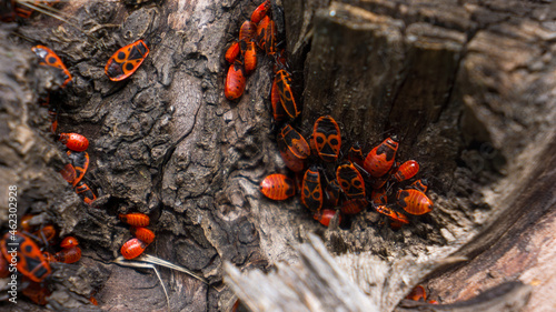 Red beetles on stump Apterus Pyrrhocoris