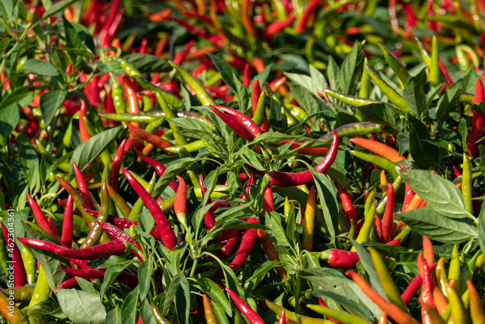 plants of chili peppers in the garden plants of chili peppers in the garden