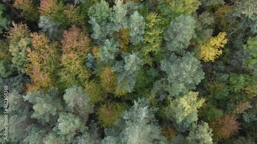 Video from a height overlooking a coniferous forest located near private houses in the countryside. 