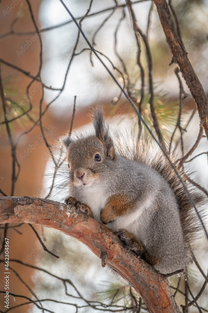 The squirrel sits on a branches in the winter or autumn The squirrel sits on a branches in the winter or autumn