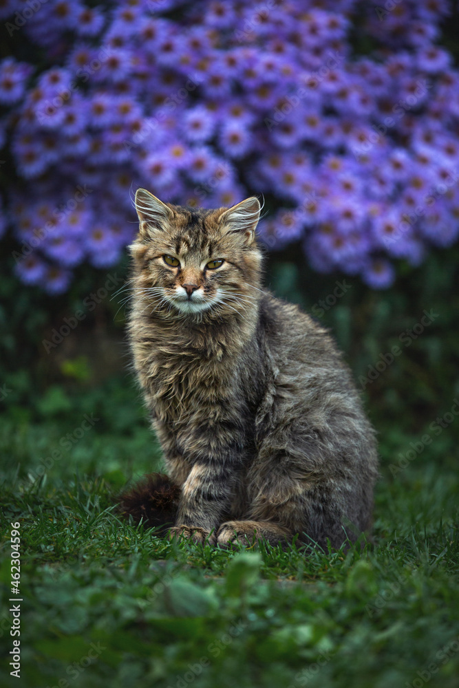 A beautiful gray cat sits near blue flowers. Green background