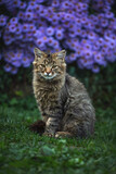 A beautiful gray cat sits near blue flowers. Green background
