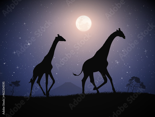 Two giraffes walk in savannah. Animal silhouette. Full moon at night © arvitalya