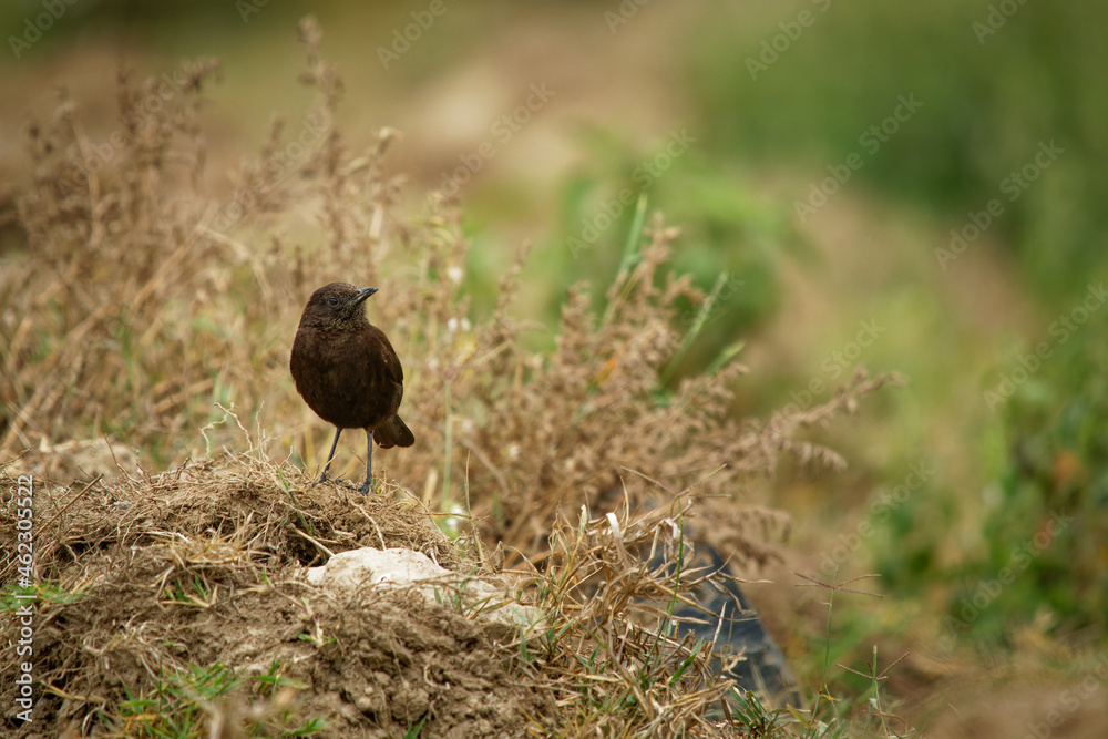 Northern Anteater-chat - Myrmecocichla aethiops dark bird in Muscicapidae on the branch, lives in dry savanna, subtropical or tropical dry lowland grassland, and subtropical or high-altitude grassland