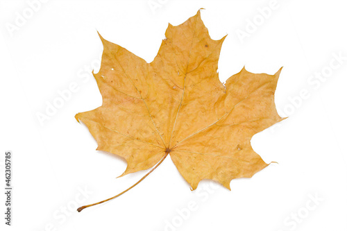 colorful autumn maple leaf isolated on white background