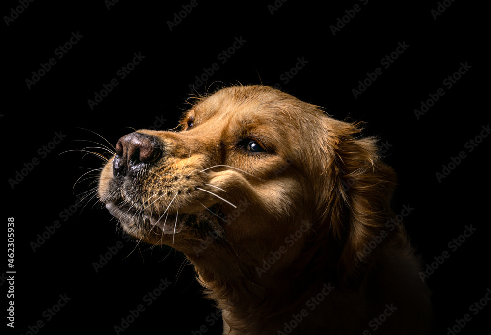 Hund fängt Leckerli im Fotostudio Hund fängt Leckerli im Fotostudio
