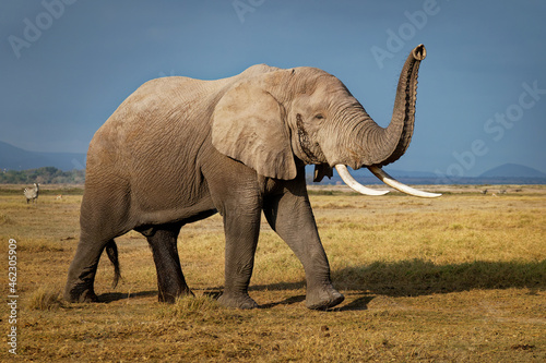 African Bush Elephant - Loxodonta africana lonely elephant walking in savannah of the Amboseli park under Kilimanjaro in the afternoon, dust bath, close up portrait © phototrip.cz
