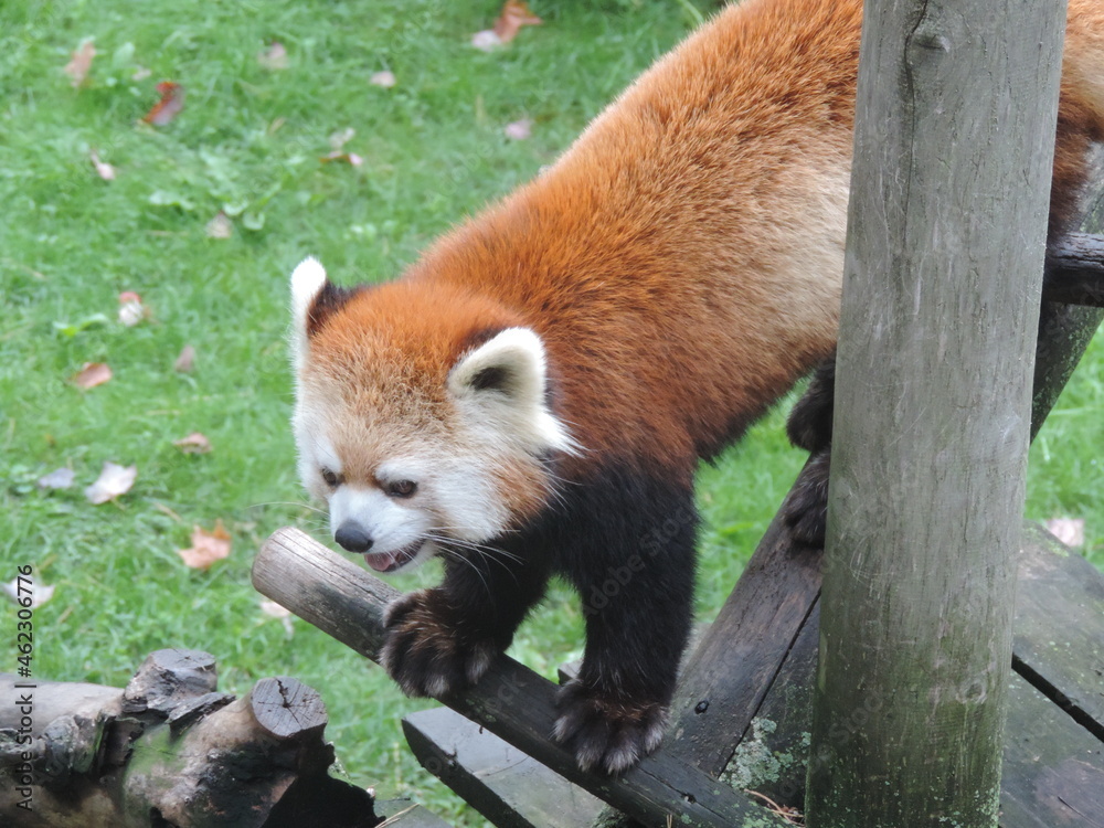 panda roux panda roux