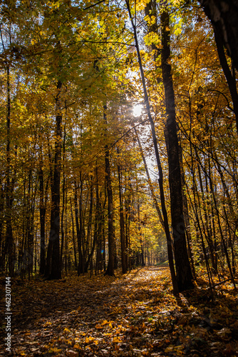 autumn in the forest