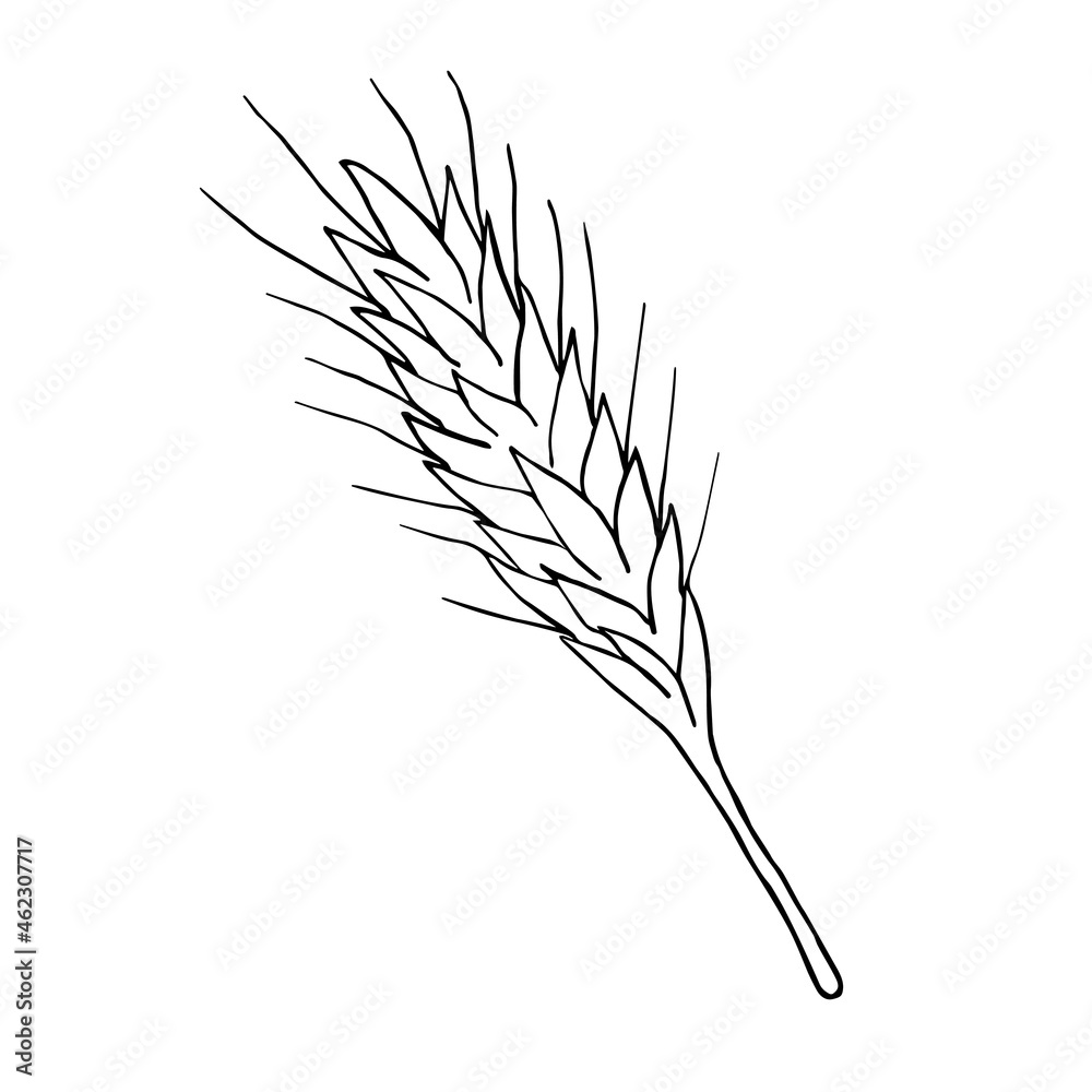 Fototapeta premium Vector hand drawn doodle sketch wheat spica isolated on white background