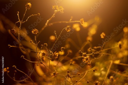 abstract sunny warm buttercup flowers in rustic style on a dark background