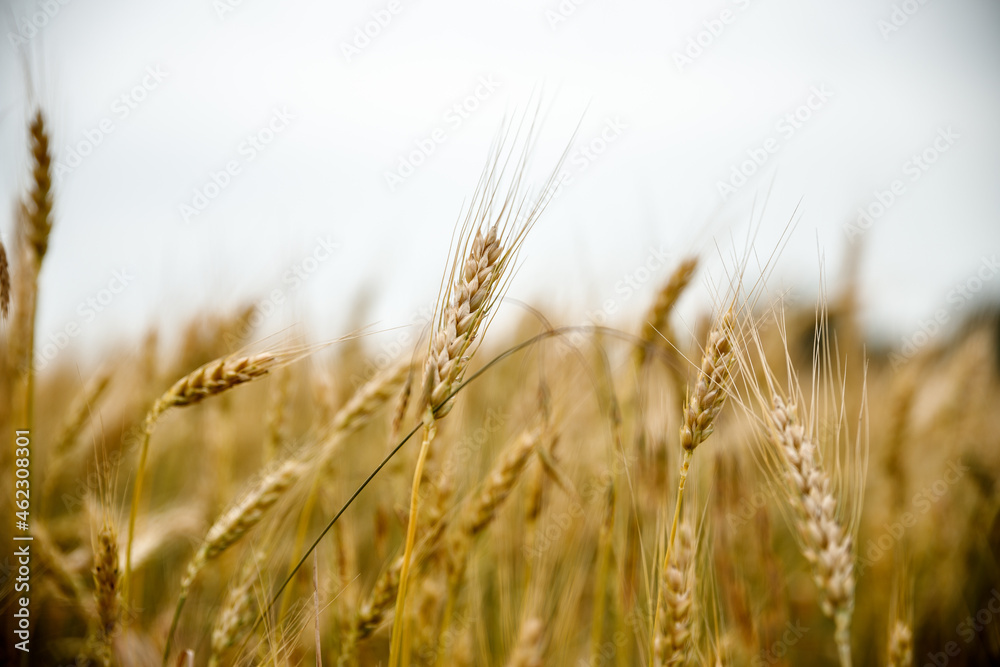 Field of wheat and sun