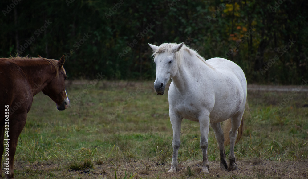 Pretty horse on a Canadian farm in the province of Quebec 