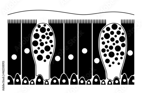 Nasal epithelium concept