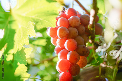 Ripe red grapes from the vineyard