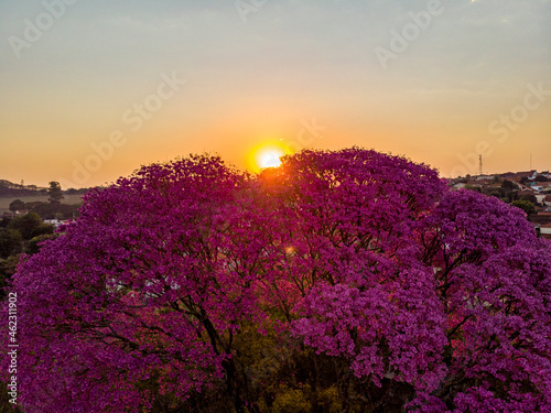 Flowering pink ipe tree at sunset. photo