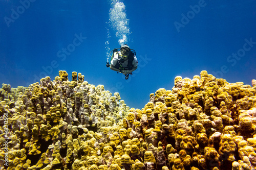 Woman scuba diver swimming in deep blue over a yellow coral reef