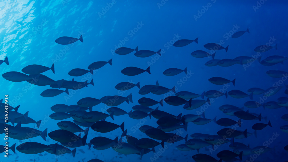 Sleek Unicornfish, Naso hexacanthus, in Maldives Sleek Unicornfish, Naso hexacanthus, in Maldives