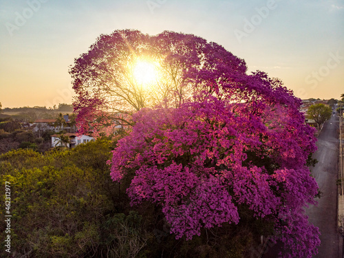 Flowering pink ipe tree at sunset. photo