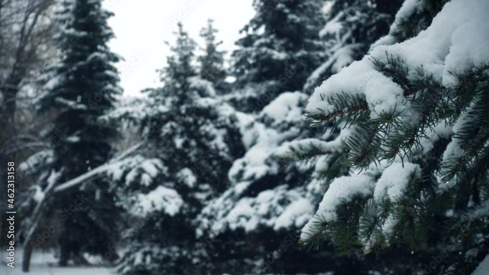 snow falling on the fir trees branches snow falling on the fir trees branches