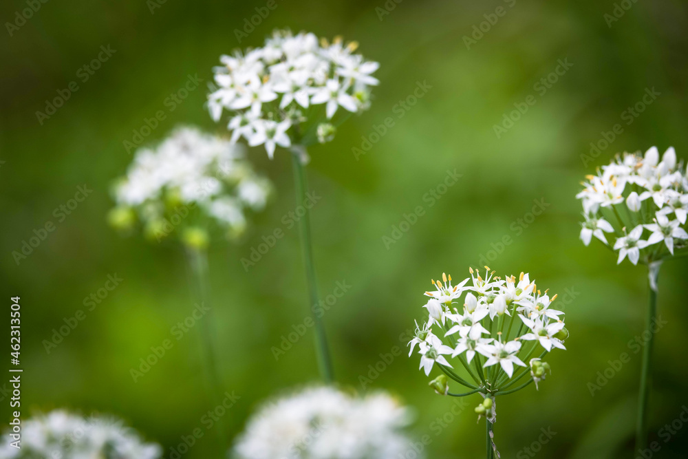 屋外で撮影したニラの花 屋外で撮影したニラの花