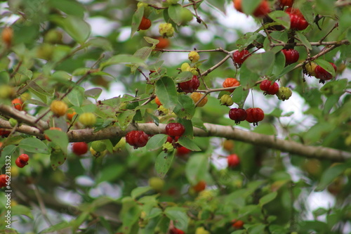 red fruits in the orchard