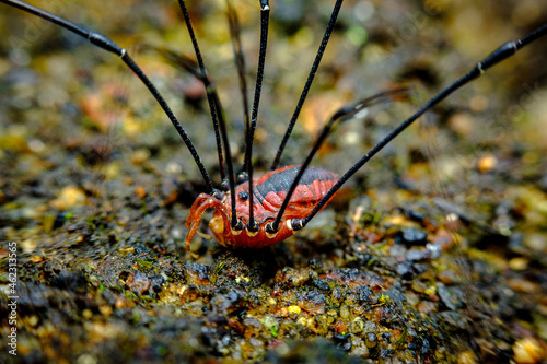 Red Daddy Longleg Opiliones photo