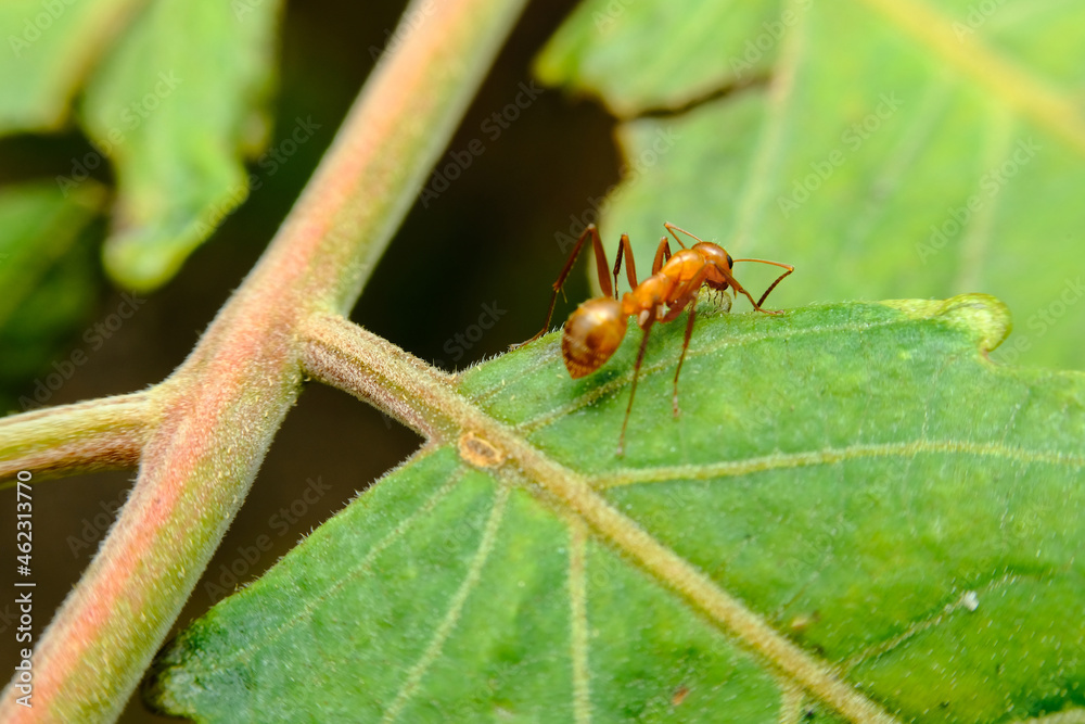 Red Ant Crawling Leaf Red Ant Crawling Leaf