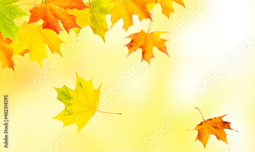 Autumn natural background with yellow and red maple leaves are flying and falling down
