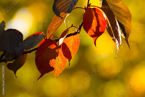 autumn colored leaves on blurry background