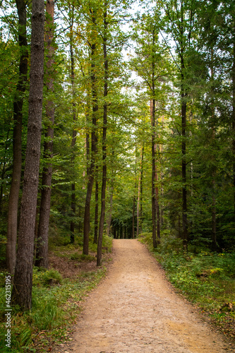 Walkway Lane Path With Green Trees in Forest. Beautiful Alley, road In Park. Way Through Autumn Forest. © britaseifert