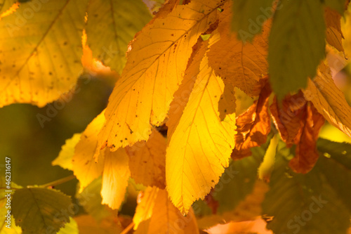 yellow chestnut leaves in the fall