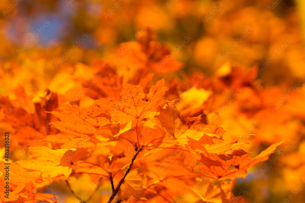 yellow-red maple leaves in the autumn yellow-red maple leaves in the autumn