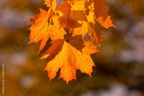 yellow-red maple leaves in the autumn
