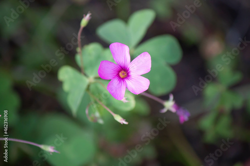 Top view of a beautiful purple aromatic Oxalis rubra or Windowbox woodsorrel flower in the garden photo
