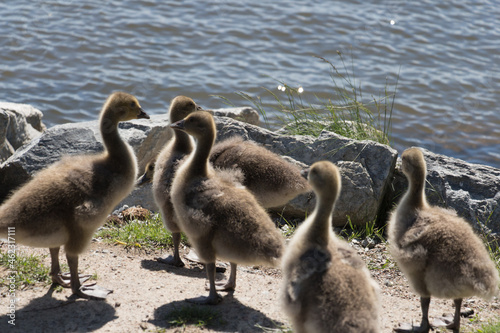Brood of goslings at the lake in a sunny day. © daisy_y