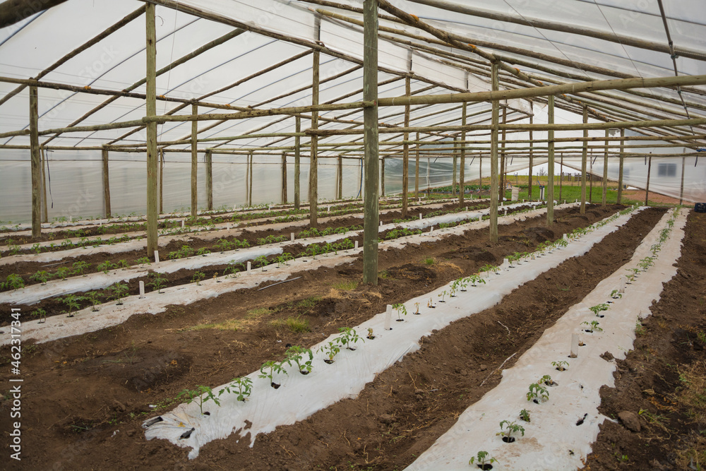 cultivo de plantines de tomate en invernadero cultivo de plantines de tomate en invernadero