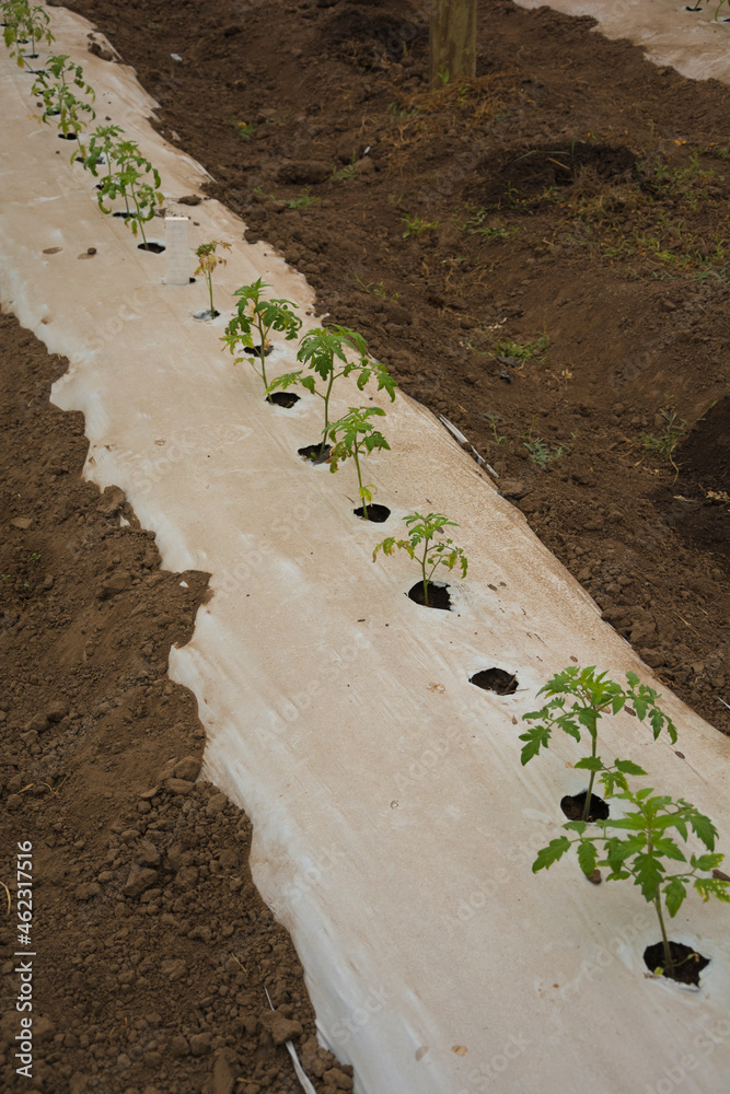 plantines de cultivo de tomate sobre el cantero plantines de cultivo de tomate sobre el cantero