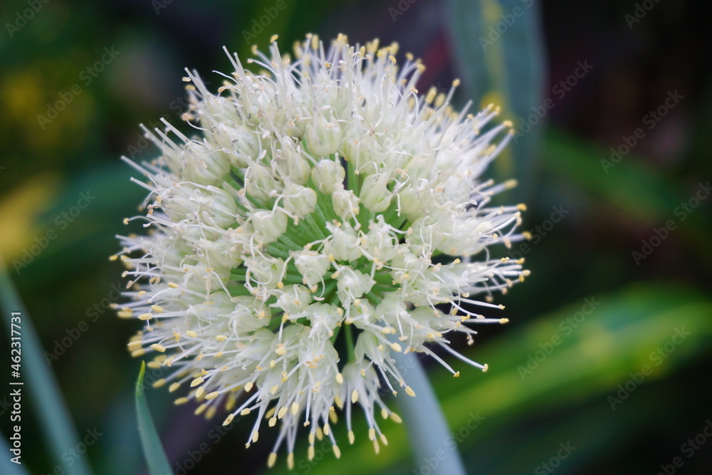 Spring onion flower with a natural background. Indonesian call it bawang prei or daun bawang Spring onion flower with a natural background. Indonesian call it bawang prei or daun bawang