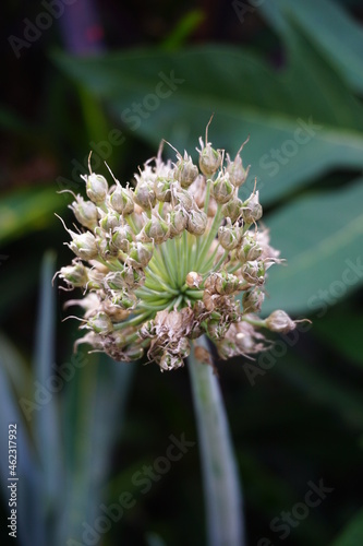 Spring onion flower with a natural background. Indonesian call it bawang prei or daun bawang photo